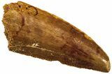 Serrated, Raptor Tooth - Real Dinosaur Tooth #208295-1